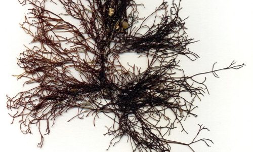 Anfeltia
