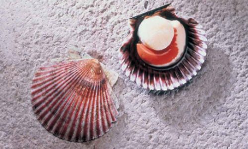 Argopecten purpuratus