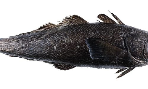 Chilean Seabass