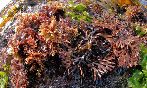 Chondrus