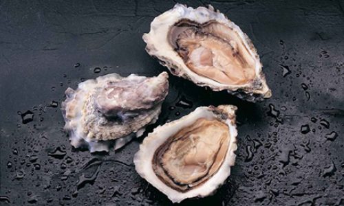 Crassostrea gigas
