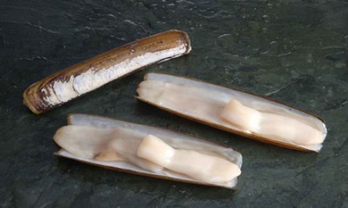Ensis macha