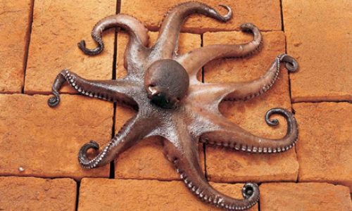Enteroctopus megalocyathus