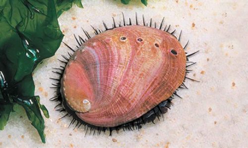 Haliotis rufescens : H. discus hannai