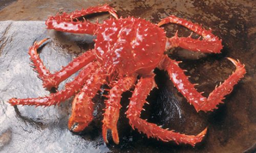 Lithodes santolla