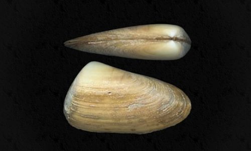 Mesodesma donacium