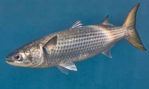 Mugil cephalus