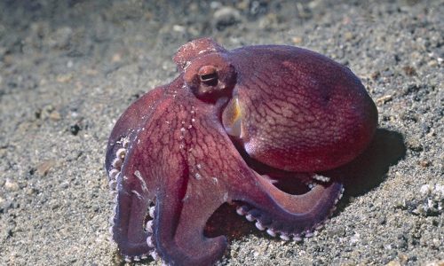 Octopus mimus