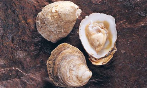 Ostrea chilensis
