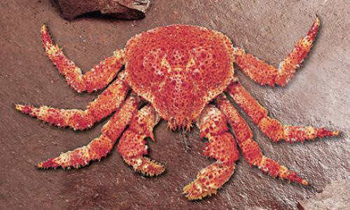 Paralomis granulosa