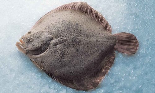 Scophthalmus maximus