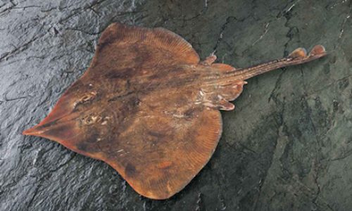 Zeraja chilensis