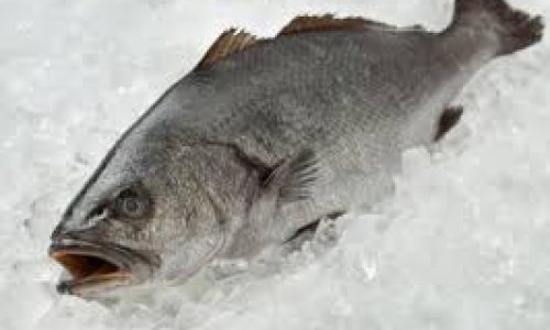 corvina