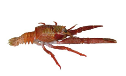 langostino colorado