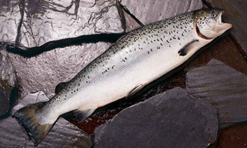 salmon atlantic