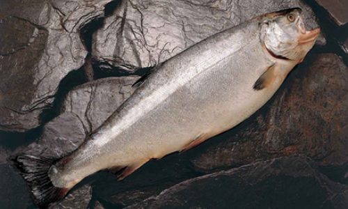 salmon coho